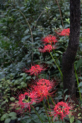 A flowerpot is blooming in one corner of the yard.마당 한켠에 꽃무릇이 피었습니다.
