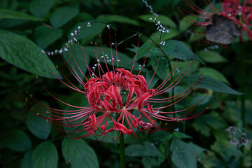 A flowerpot is blooming in one corner of the yard.마당 한켠에 꽃무릇이 피었습니다.