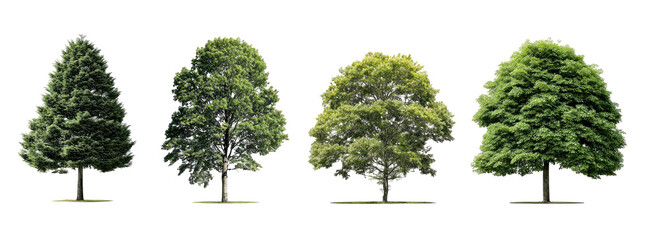 Four different types of trees
