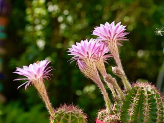 Kakteenblüte © Christopher