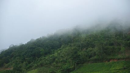 Naklejka premium Greenery forest and mountain views on cloudy day