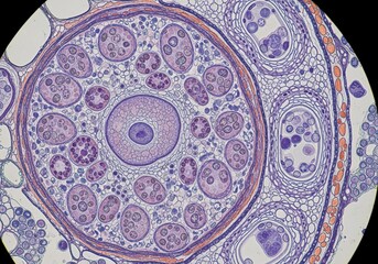 Naklejka premium Hyper detailed magnified imagery of companion cells supporting sieve tube elements showing prominent nuclei and cytoplasmic connections in phloem tissue
