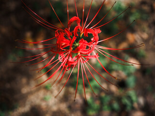 一輪の赤色の彼岸花　暗めの落ち着いたイメージ	