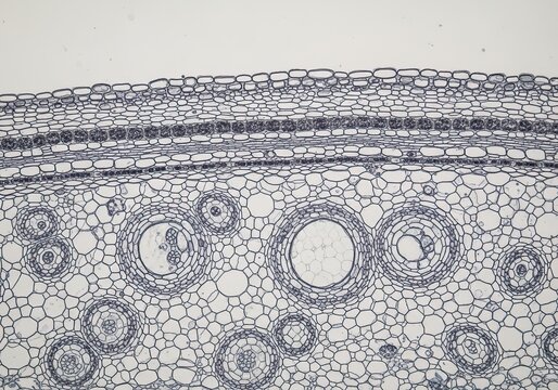 Hyper-realistic magnified cross-section of maize coleoptile showing epidermal cells, thickened hypodermis, and vascular bundles, fragile anatomical clarity preserved