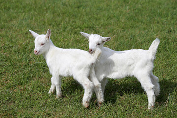 Obraz premium Two adorable white goats graze on a green meadow.