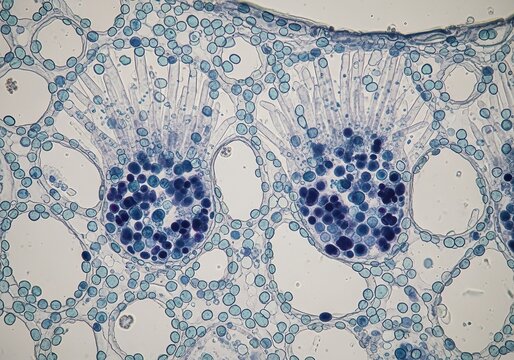 Hyper realistic microscopic view of parenchyma storing raphides and starch simultaneously within same cells showing dual storage function