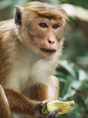 Close-Up of Rhesus Macaque Eating Banana in Tropical Forest
