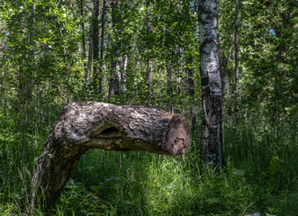 A crooked tree cut down in the forest on a summer day.