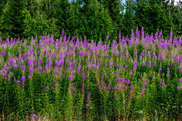 Flowering plant Ivan tea in the summer in the field.