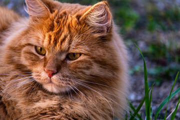 Red cat's head in close-up.
