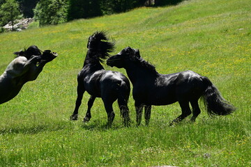 Zwei mächtige schwarze Noriker Hengste kämpfen auf einer Wiese um dir Rangordnung in der Herde