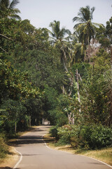 Scenic Road Through Lush Greenery And Palm Trees In Sri Lanka