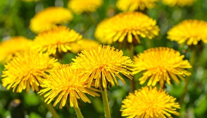 Fototapeta premium Close-up view of many bright yellow dandelions
