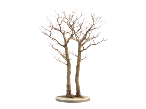 Twin bare trees winter landscape isolated background, Isolated On White Background, Png Transparent