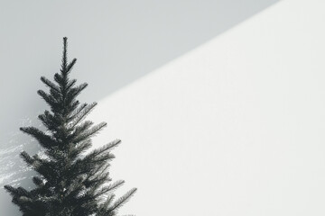 christmas tree on the wall with shadow,christmas tree in the room with shadow,christmas background with copy space,christmas background with fir branches shadow
