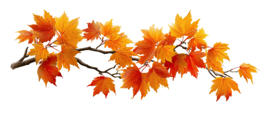 Autumnal maple branch with vibrant foliage