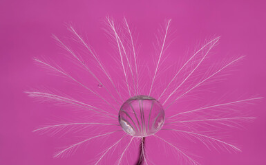 Droplet on dandelion clock with pink background