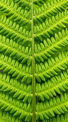 Detailed fern frond