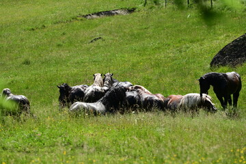 Große Herde Noriker Hengste drängen sich um einen Wassertümpel um sich zu Wälzen. 