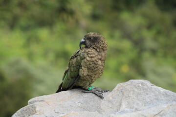 Kea in New Zealand