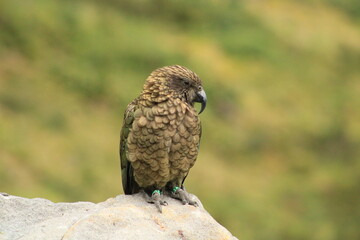 Kea in New Zealand