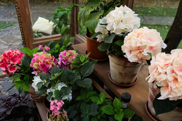 Colorful hydrangea arranged on display in a garden setting with lush greenery