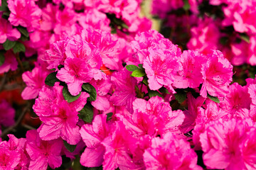 Fototapeta premium Bright pink azalea blooms fill the garden with vibrant color on a sunny day