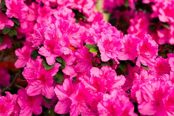 Selbstklebende Fototapeten Pink Bright pink azalea blooms fill the garden with vibrant color on a sunny day  © ir1ska