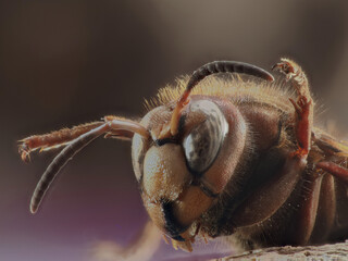 European hornet