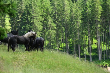 Gruppe von Noriker Hengsten kämpft spielerisch um die Rangordnung auf einer Wiese am Waldrand