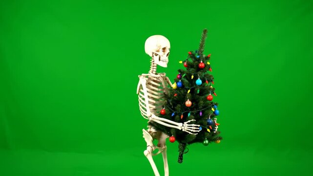 Skeleton Carrying Christmas Tree on Green Screen - A skeleton stands against a green chroma key background, carrying a small decorated Christmas tree.