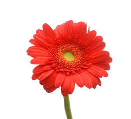 Red daisy macro