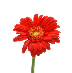 Bright scarlet gerbera flower in close-up. 