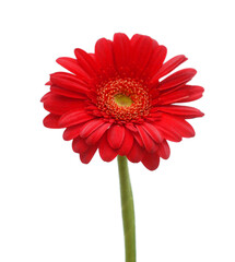 Bright scarlet gerbera flower in close-up. 