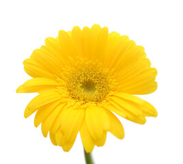 Portrait of bright yellow Gerbera daisy on white background
