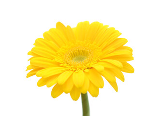Yellow Gerbera daisy against white background.