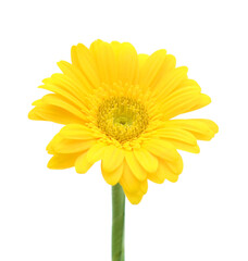 Red gerbera, spring time flower beauty in nature 