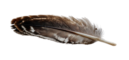 Detailed close-up of a bird feather