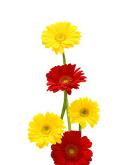 Orange and pink gerbera flowers in close up