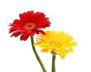 Red gerbera, spring time flower beauty in nature 