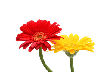 Gerbera 