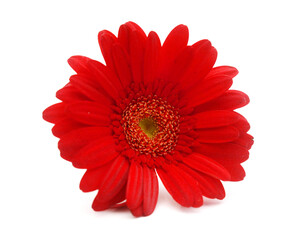 Red Gerbera flower blossom - close up details spring time photo