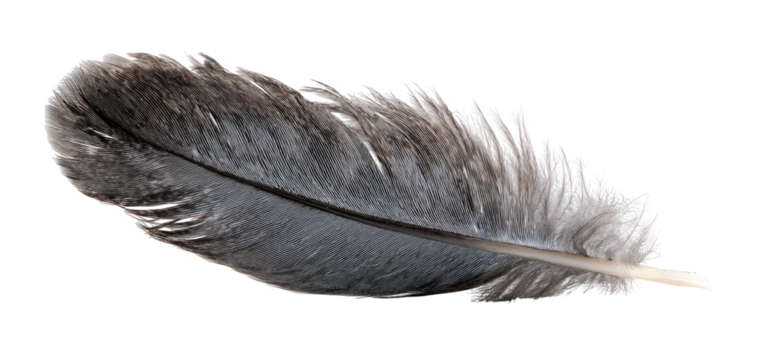 Close-up of a gray feather