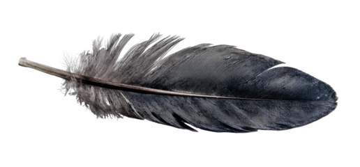 Single bird feather, dark grey/black, close-up