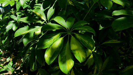 Large green palmate leaves of a sheflera plant in the park. Decorative tropical plant in the open air.