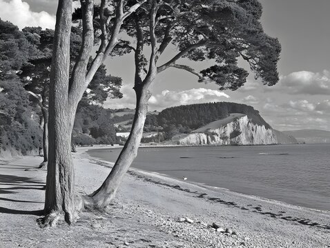 Monochrome Coastal Scene, Majestic Trees Beach and Cliffs - Powered by Adobe