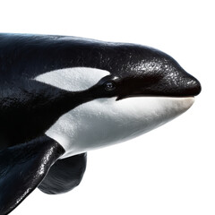 Png of orca head isolated on transparent background, showcasing its distinctive markings and streamlined body shape