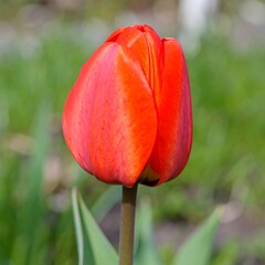 Red tulip bud in spring garden