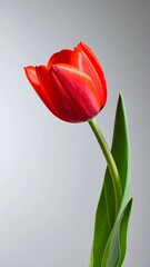 Red tulip close-up (1)