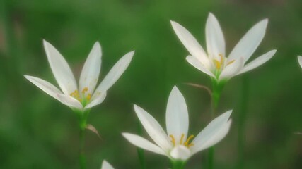 Tokyo,Japan - September 27, 2025: Closeup of white rain lily or autumn zephyrlily or fairy lily